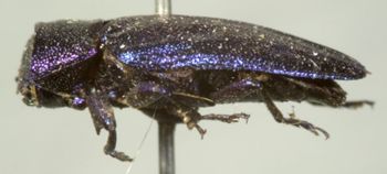 Media type: image;   Entomology 2706 Aspect: habitus lateral view